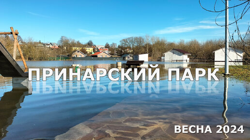 Весна в Принарском парке 2024 половодье