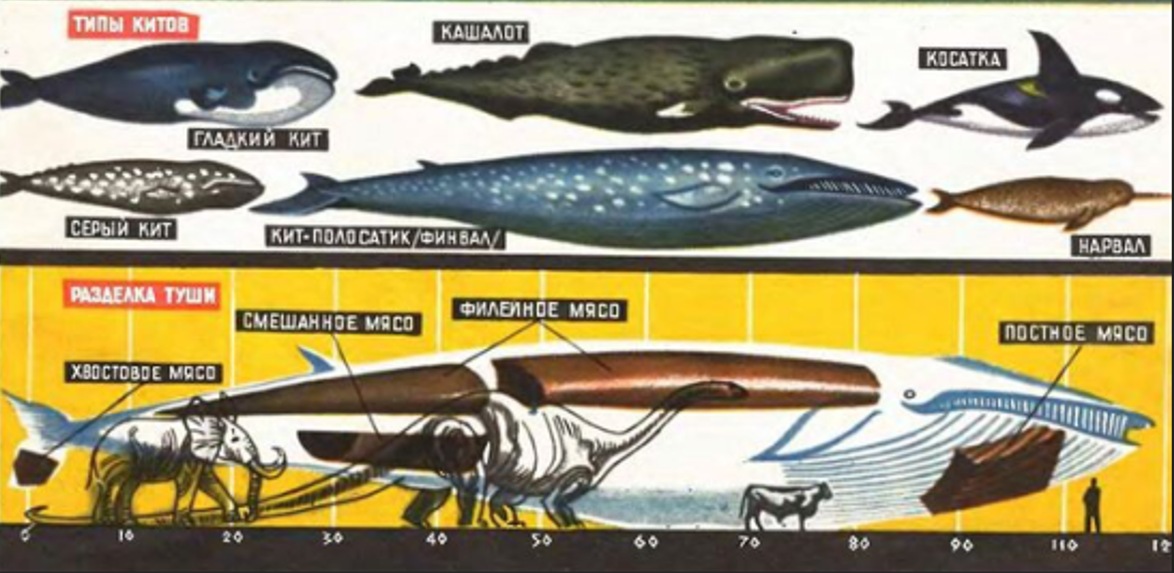 Вот вам информация по разделке туши кита. Надеюсь, не пригодится.