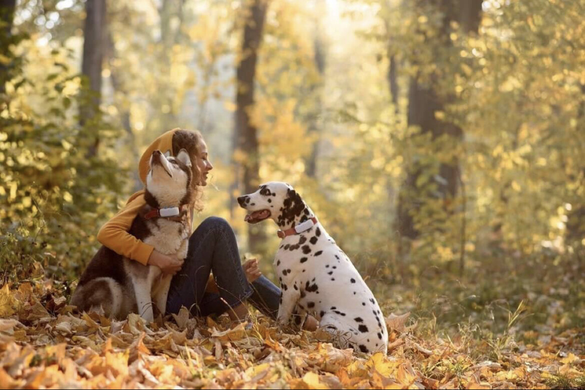 Собаки часто не хотят делиться вниманием хозяина ни с другими собаками, ни даже с людьми. И если вы сталкивались с такой ситуацией, то учтите, что это происходит на самом деле, а не только в вашем воображении. Ведь часто бывает такое, что мы наделяем животных свойствами, которыми они на самом деле не обладают, однако это совсем не тот случай.

Отец эволюционной теории Чарльз Дарвин предположил, что ревновать могут не только люди, но и другие виды, а особенно собаки. «Все видели, как ревнует собака своего хозяина, если он расточает любовь на любое другое существо», — писал он в «Происхождении человека», своем труде, впервые опубликованном в 1871 г. С тех пор прошло почти 150 лет, а ученые все еще спорят над этим вопросом. Некоторые утверждают, что ревность — это чисто человеческое чувство, которое мы перекладываем на наших домашних животных. Но, наверное, каждый владелец собаки хоть раз чувствовал, что питомец его ревнует.

Вы пробовали когда-нибудь играть с другой собакой на глазах у своего питомца? Или хотя бы просто погладить? А что начнется, если вы принесете домой нового маленького щенка или у вас родится ребенок? Многим собакам не нравится, когда они не в центре внимания хозяина.

Что говорит наука?

Несколько лет назад исследователи из Калифорнийского университета в Сан-Диего обнаружили, что собаки ревнуют хозяев, когда они проявляют внимание к игрушечной собаке, которая лает, скулит и виляет хвостом. Собаки, участвующие в эксперименте, пытались всячески помешать взаимодействию хозяина с игрушкой: пытались встать между ним, толкали и кусали игрушку. «Наше исследование доказало не только то, что собаки могут ревновать, но также и то, что они стремятся разорвать связь между владельцем и потенциальным соперником в борьбе за его внимание. Конечно, мы не можем говорить о субъективном опыте собак, но похоже на то, что они были высоко заинтересованы в защите важных для них социальных связей», — сказала соавтор исследования, профессор психологии Кристин Харрис. 