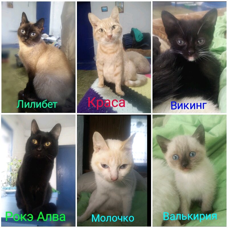 Коллаж автора. Фото из личного архива