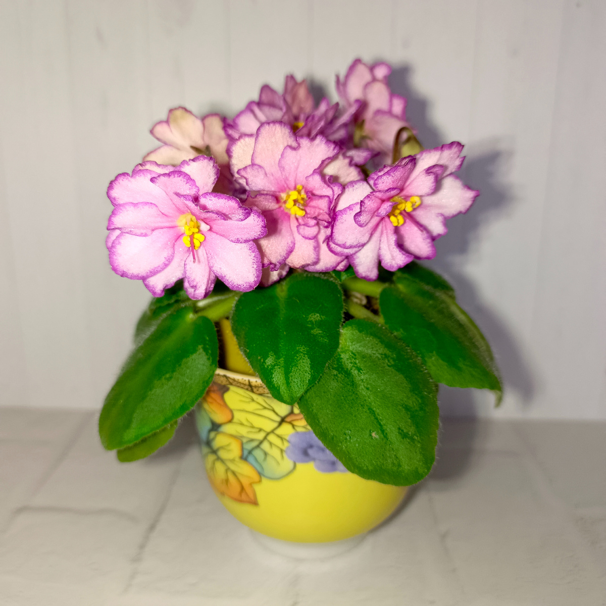 Спорт по листу. Листья у спорта ярко-зеленые без красной изнанки