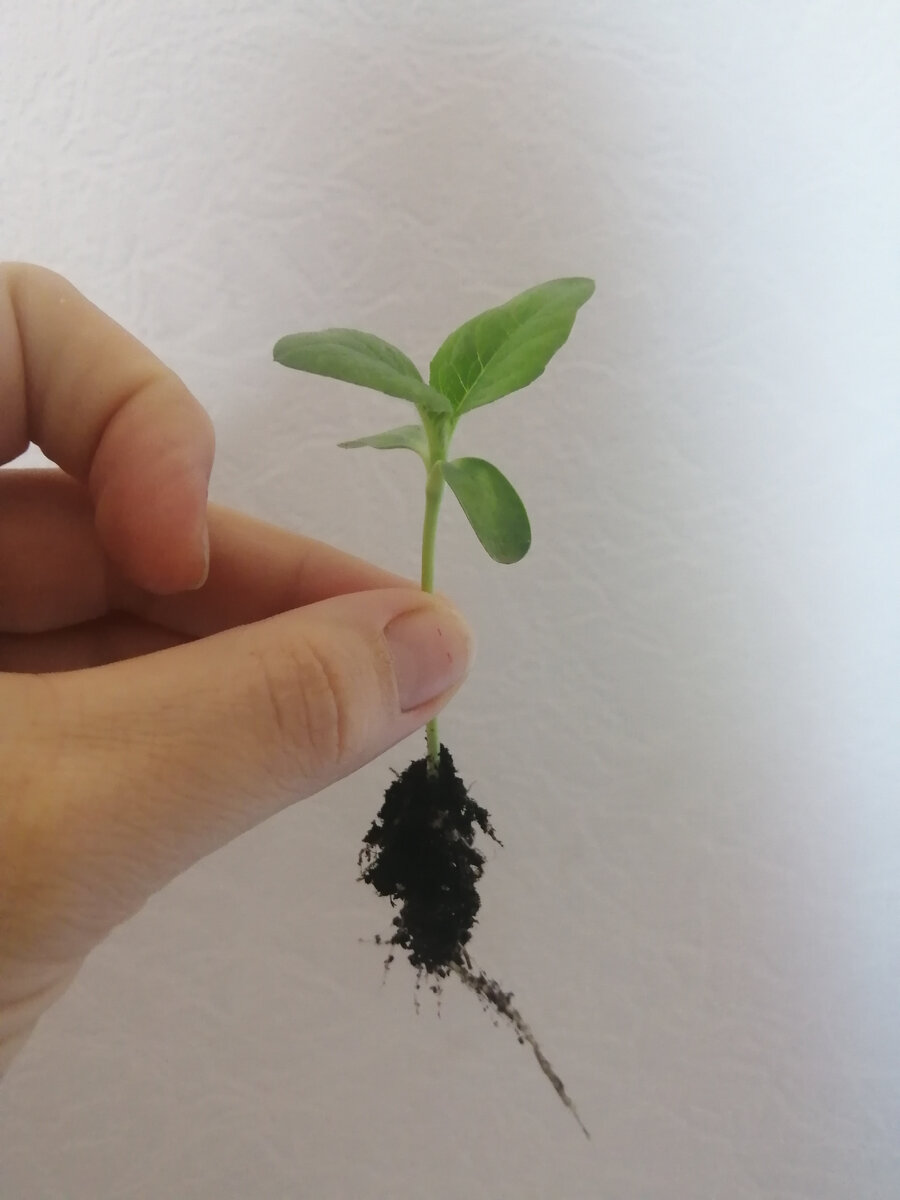 Саженец подсолнечника. Фото автора