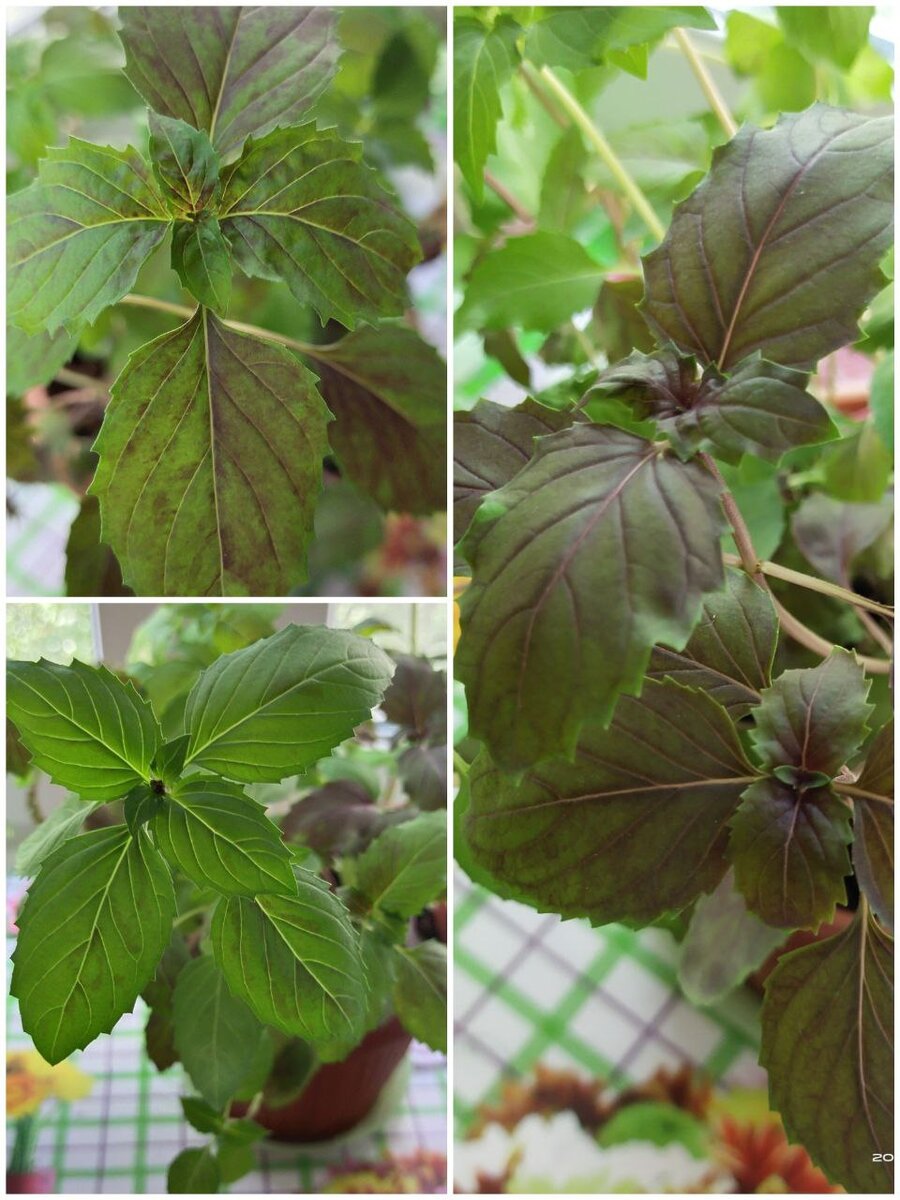 Вот он Базилик фиолетовый сорт Арарат. 