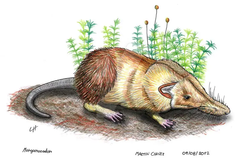 Морганукодон