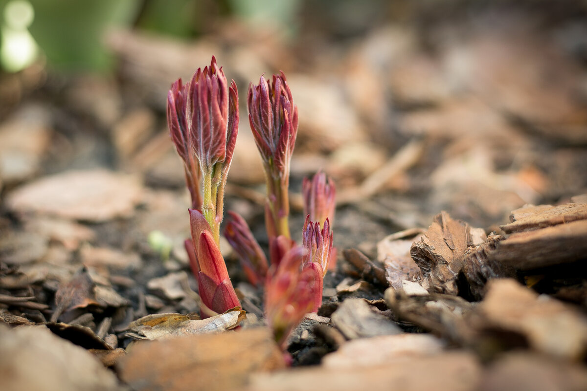 Всходит пион