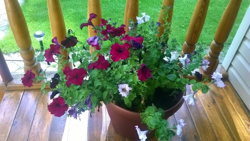 Моя фотка старая. Так, для настроения и ностальгии по прошлому.