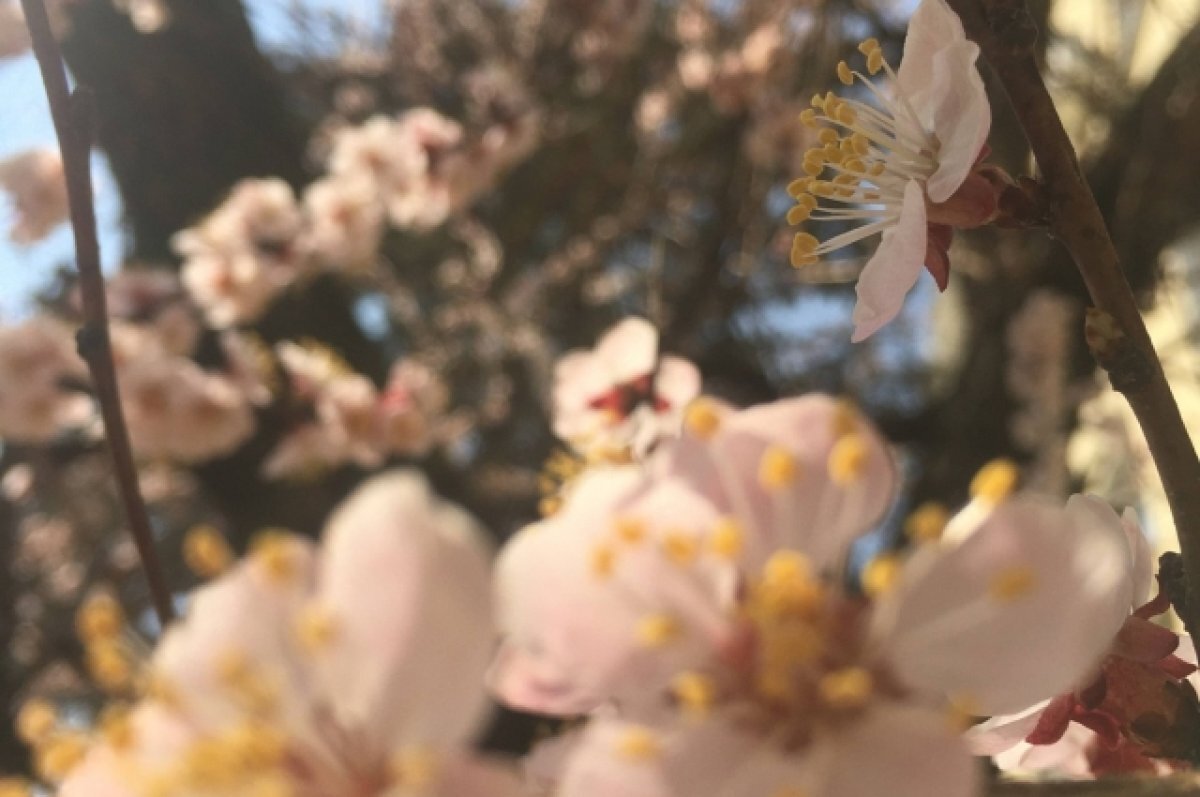    Тюменский агроном поделился советами по обрезке плодовых деревьев весной