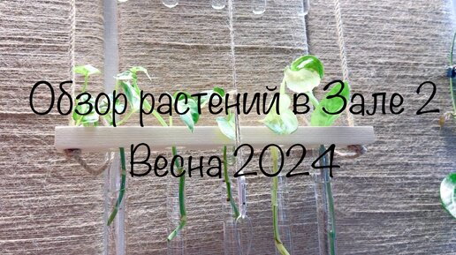 Обзор растений в зале ( часть вторая) Весна 2024