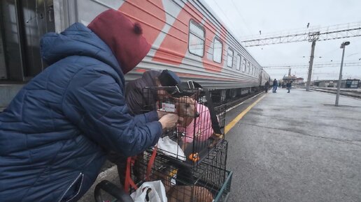 Спасение бездомных животных / Трое собачек оказались без дома...