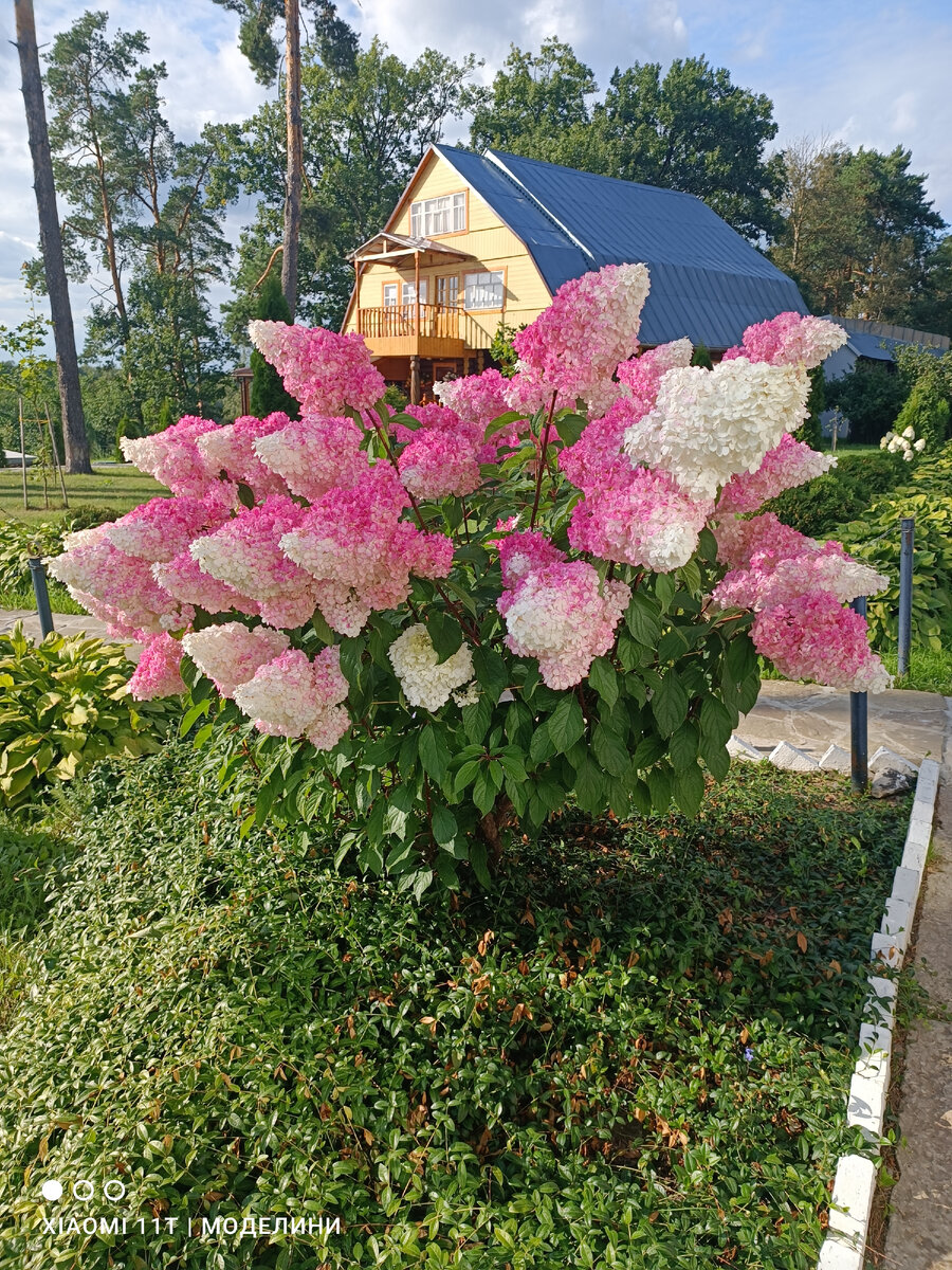 Такая гортензия возможна только в наших мечтах🤷‍♀️