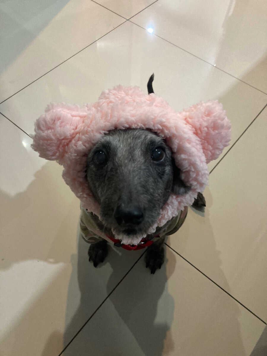 Собака ГлУпица на зимовку не собирается. Она и так здесь живёт. Фото автора