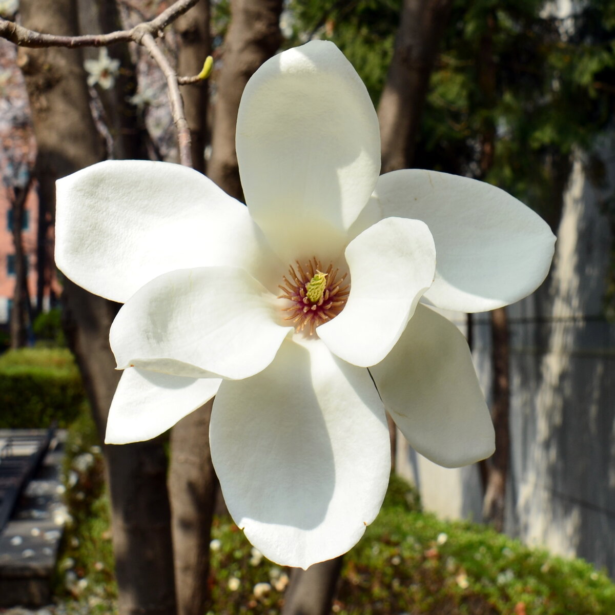 Весеннее цветение. Листайте галерею, чтобы увидеть больше. Все фото из личного архива