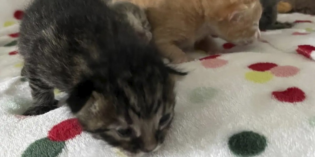 Осиротевшие котята обнимали друг друга в ожидании помощи