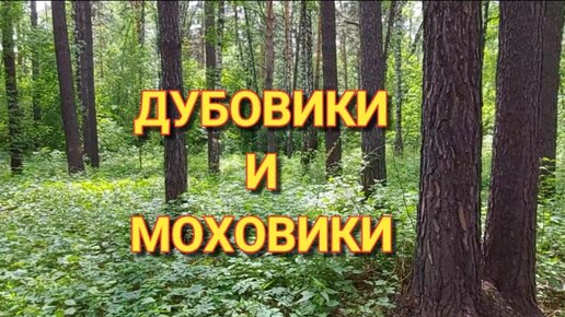 Дубовики и моховики