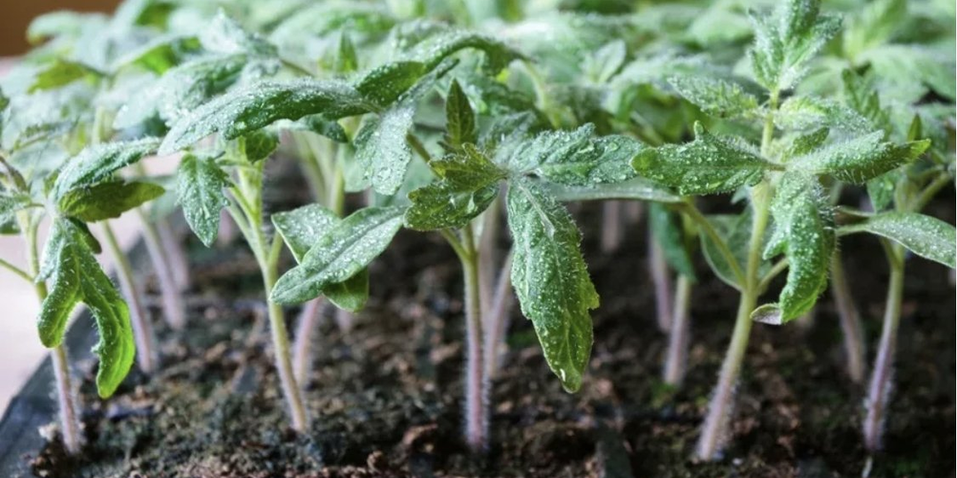 Что я буду класть при высадке рассады помидоров и весь летний сезон ничем не буду подкармливать