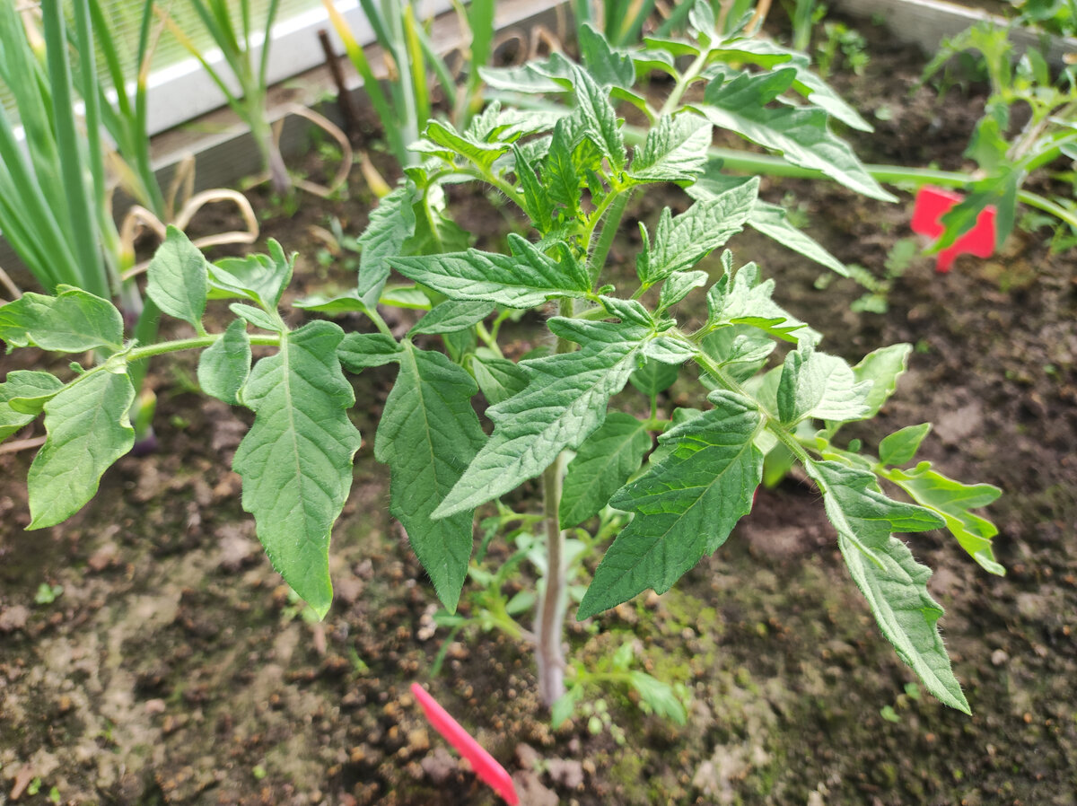 Фото автора, томаты, май 2022 года