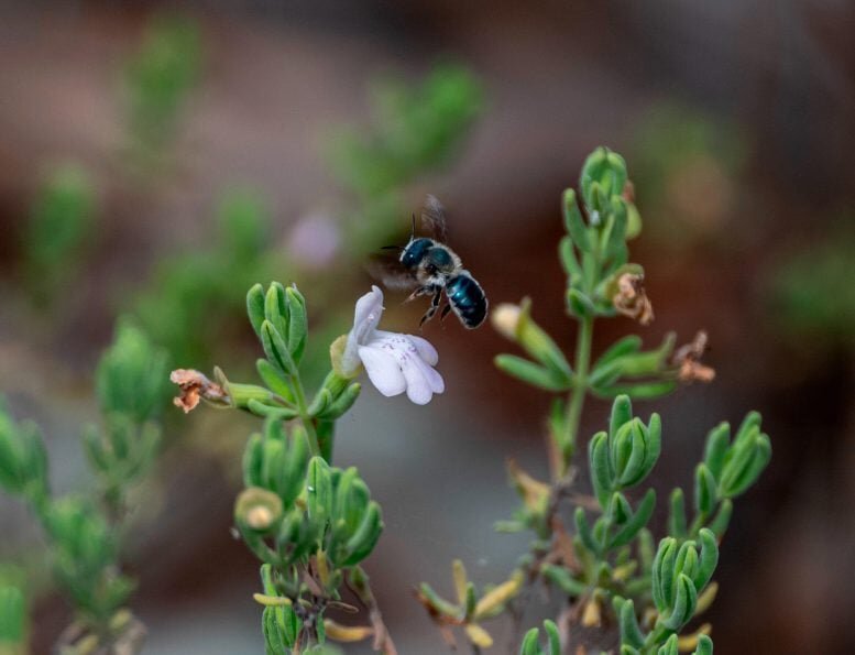 Мятные заросли имеют решающее значение для опылителей, включая редкую голубую пчелу каламинту (Osmia calaminthae). Фото: Музей Флориды, Кристен Грейс.