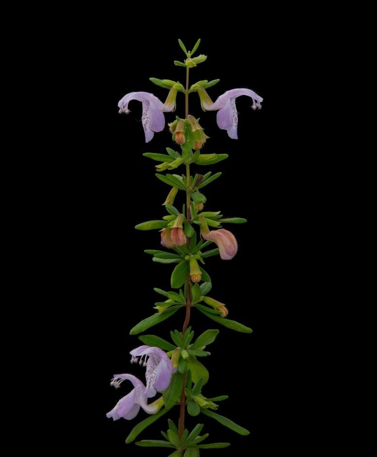 Существует 24 вида кустарниковой мяты, произрастающих на юго-востоке Соединенных Штатов, и более половины из них считаются находящимися под угрозой исчезновения. Фото: Музей естественной истории Флориды, фото Кристен Грейс