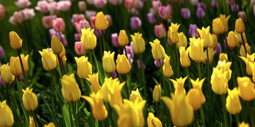    Пресс-служба Смольного.