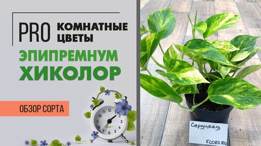 Эпипремнум Хиколор - пестролистная лиана | Яркие цвета в комнатном озеленении