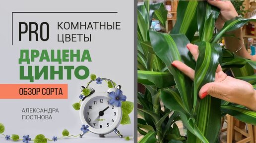 Комнатное растение Драцена Цинто | пышная и роскошная - как ухаживать, на что обратить внимание