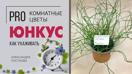 Ситник, Джункус или Юнкус - кто же этот комнатный цветок на самом деле? Растение не для всех.