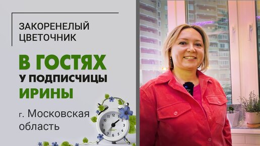 В гостях у Ирины. Московская область. Растение черепашка, фикусы, кислицы, кротон и другие зеленые