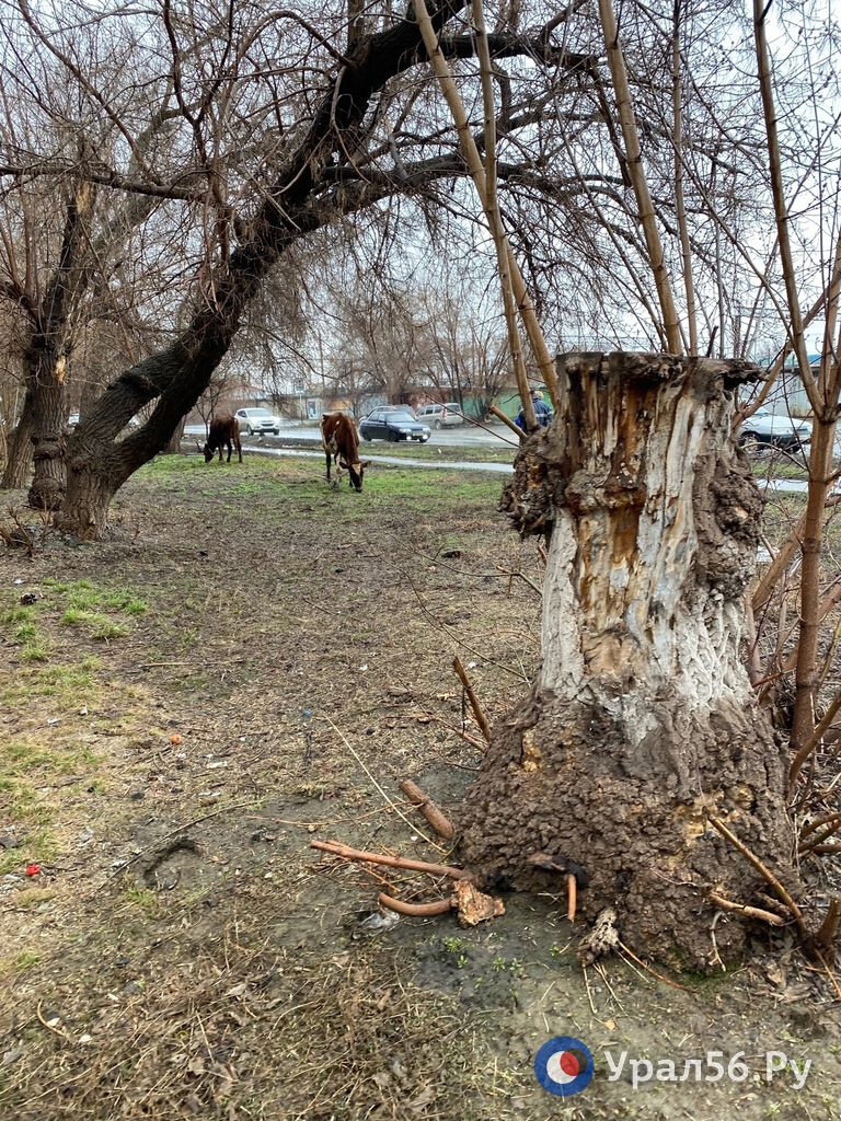 В Оренбургской области из-за паводка прорывало участок дамбы — из-за этого  уходит под воду Орск. Читайте на 