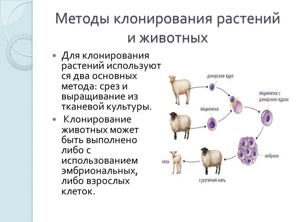 Проекты на тему клонирования 11 класс примеры