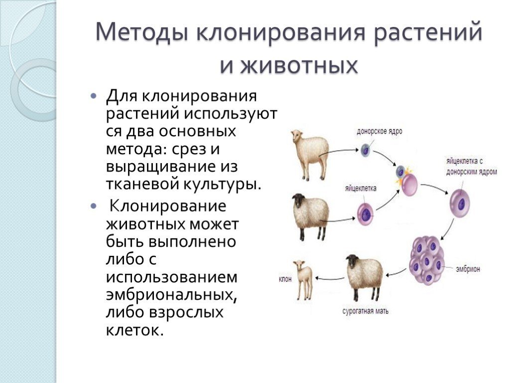 Основные этапы клонирования животных схема. Методы селекции клонирование. Этапы клонирования (на примере клонирования овечки Долли). Метод селекции клонирование животных.