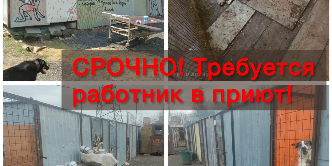 ❗Друзья! Собачий блок попал в затруднительную ситуацию❗