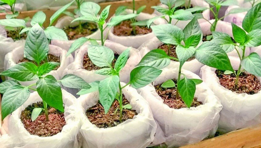 Семена перца всходят долго, их тоже нужно стимулировать 