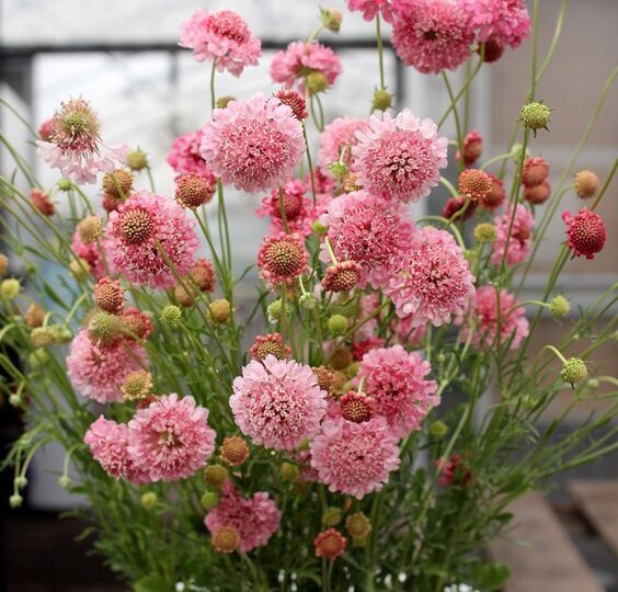 12 очаровательных цветов, которые сеют без рассады: украсят любую дачу и сад