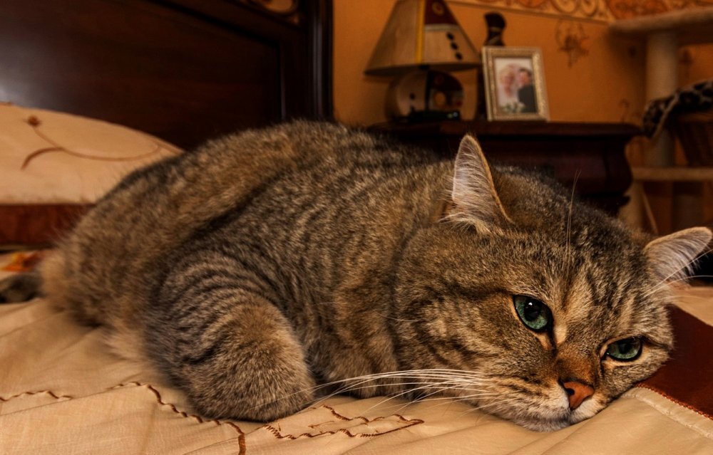 Больше интересного в нашем Telegram-канале! https://t.me/grand_prix_pet_food