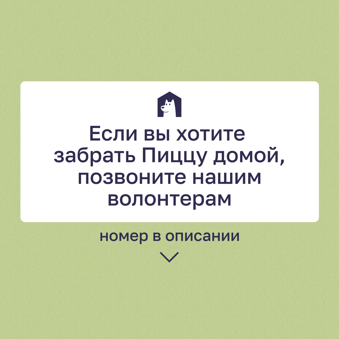 Ласковая и уютная кошка Пицца | Приют в Печатниках | Дзен