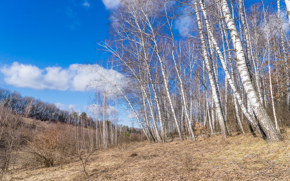 Только стает снег - набухают берёзовые почки. Из открытых источников