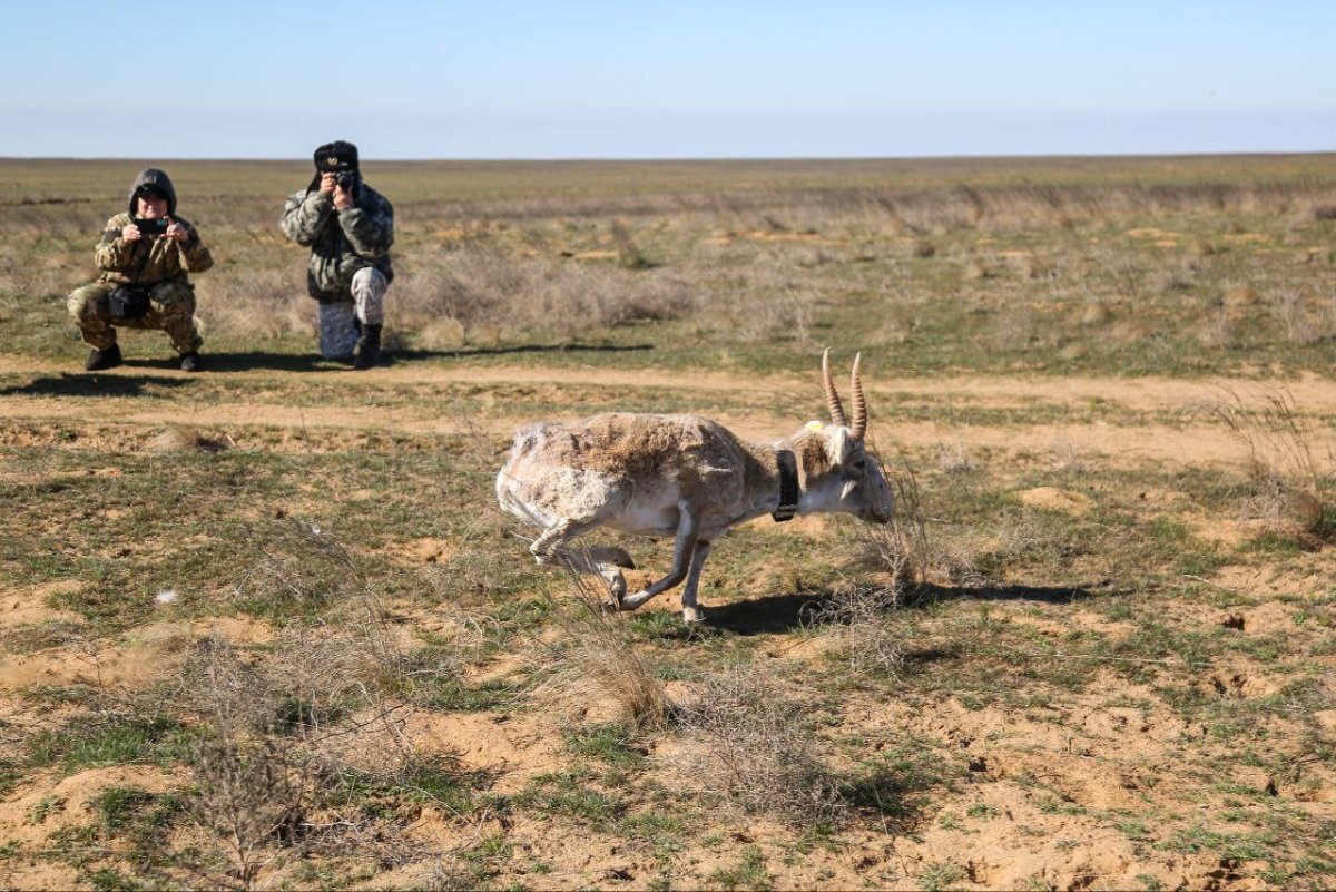    В Астраханской области сайгаков начали выпускать на волю