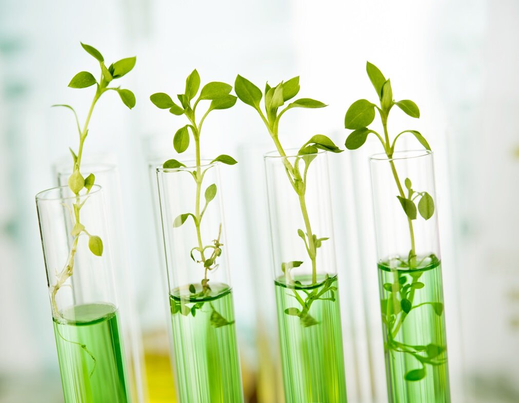 Микроклональное размножение растений