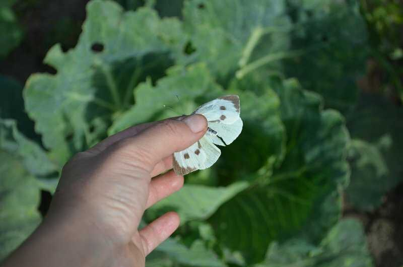 Как сохранить урожай капусты, и уберечь ее от бабочек-вредителей: несколько проверенных способов