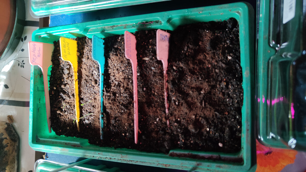 Слева в лотке - один "Черничка" И два "Ампельный". Остальные пока спят. 