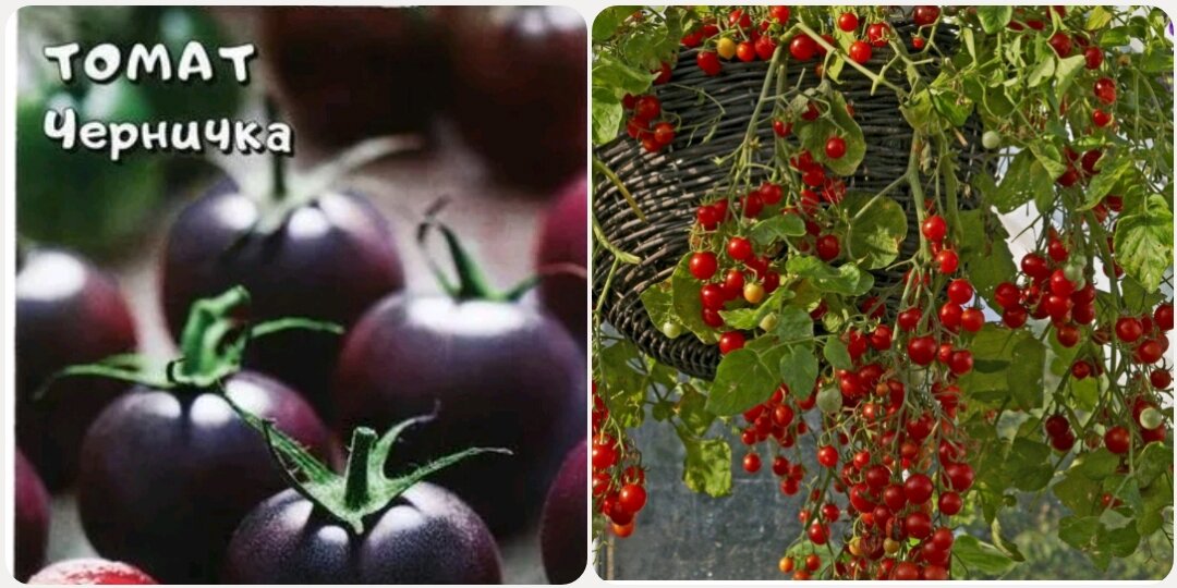 Вот таких жду красавцев. 