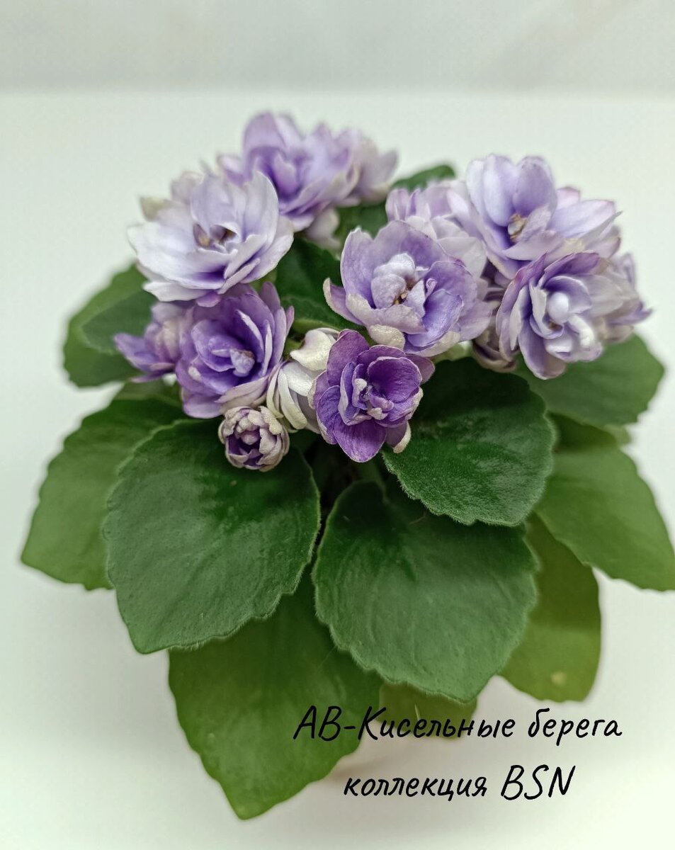 Первое цветение