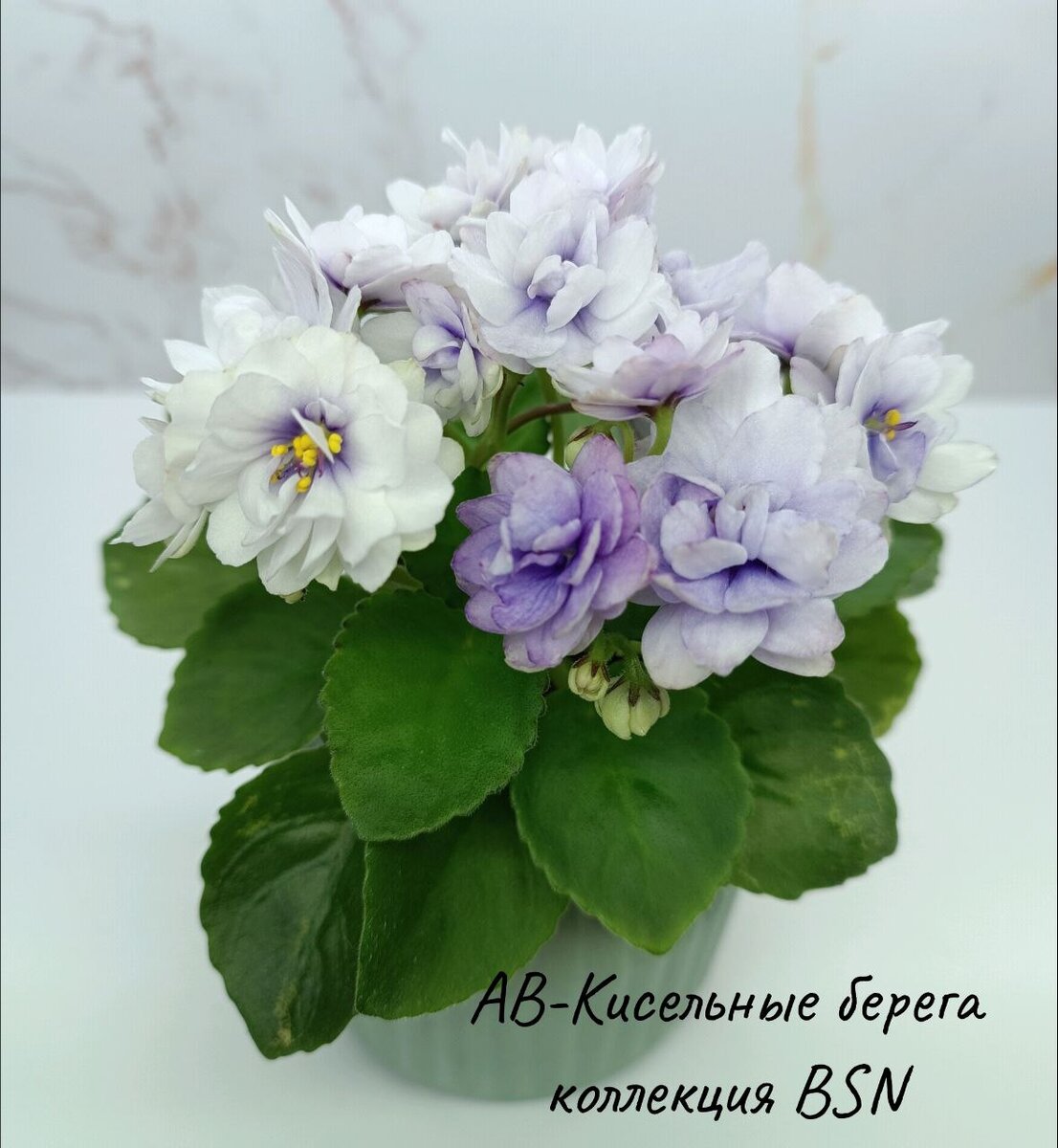 Эта же розетка, цветение после переукоренения март 2024 г., в комнате было прохладно.