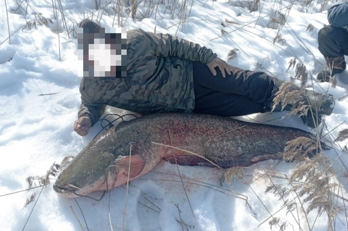    В Тверской области рыбак поймал сома весом 40 килограмм