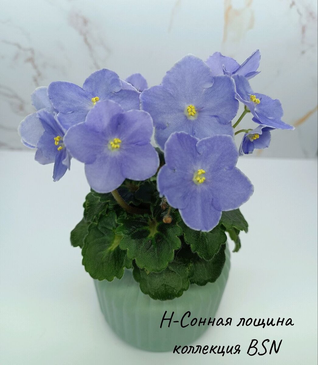 Первое цветение 2024 г.