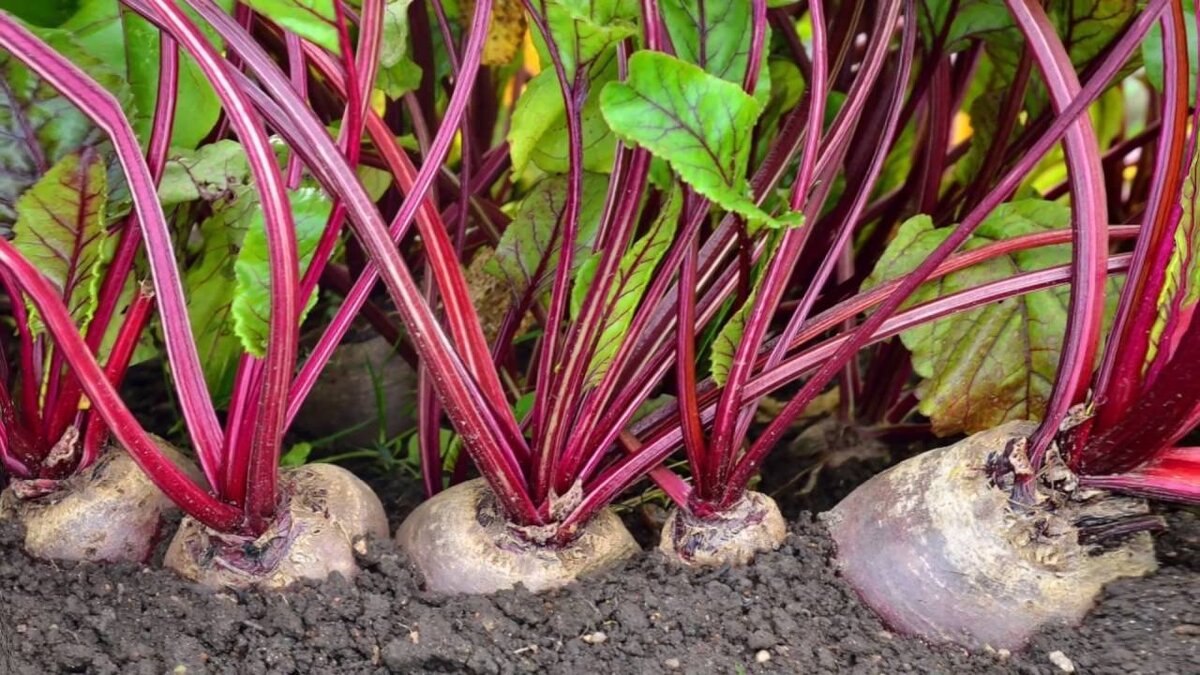 Свекла. Фото взято из открытых источников