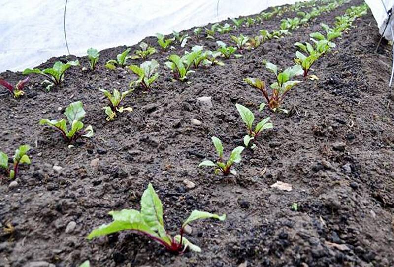 Прореженная свекла. Фото взято из открытых источников.