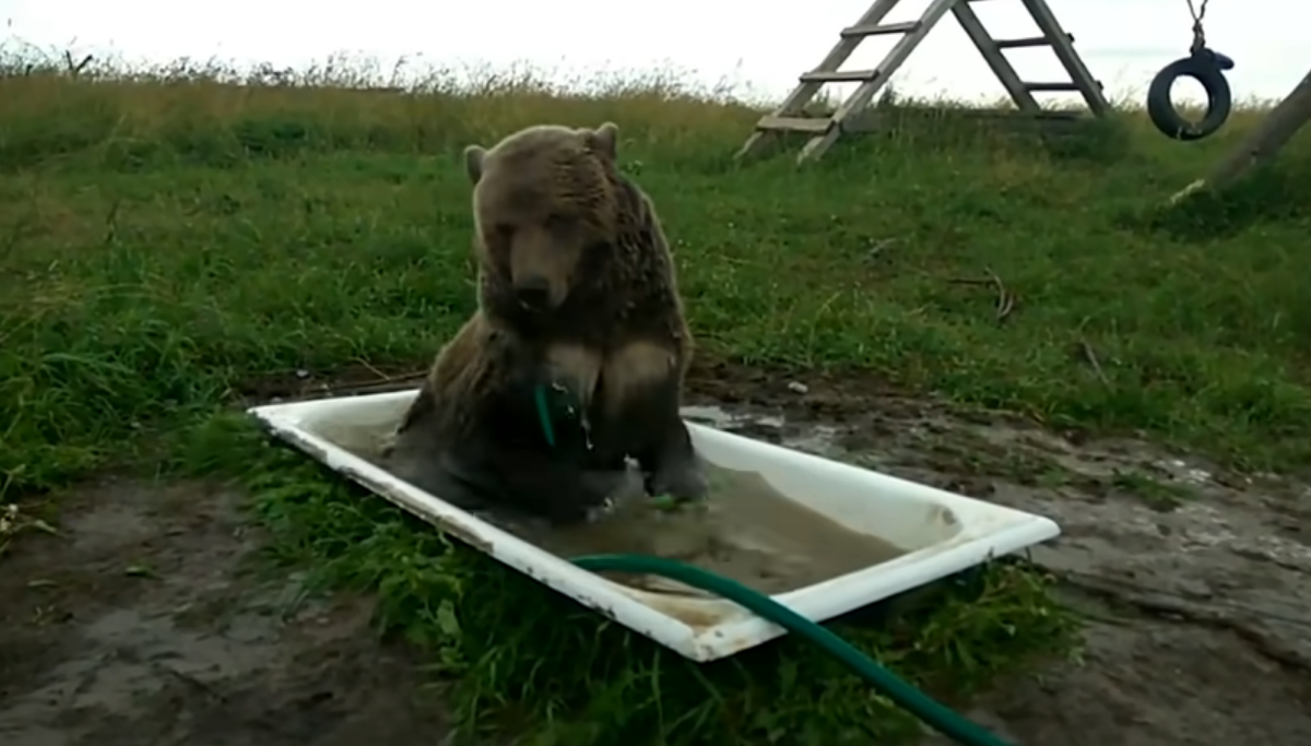 Он все понимает как человек