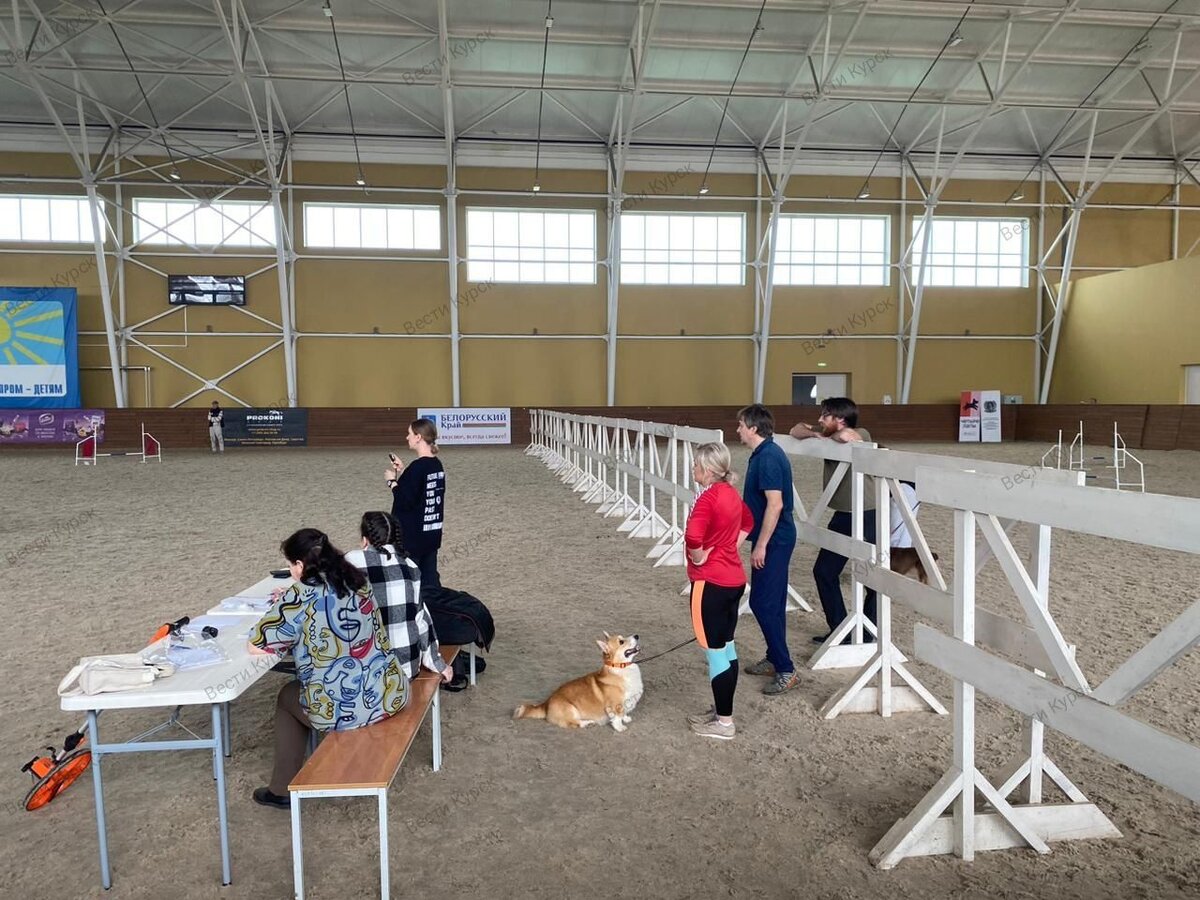    В Курске проходит Кубок области по аджилити