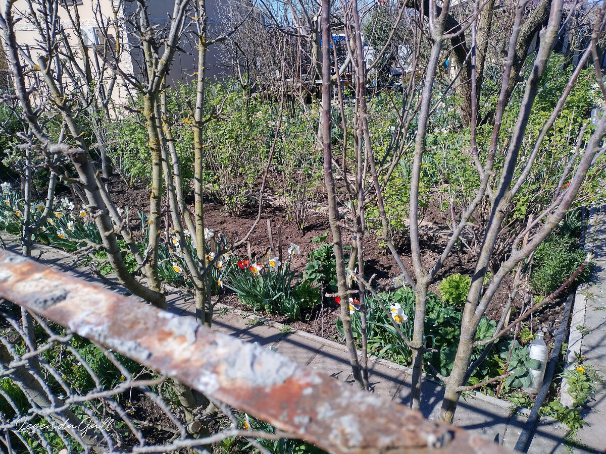 Видны бетонные тропки, вот у каждой ряд нарциссов и тюльпанов